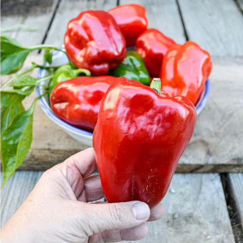 Takii's New Ace Pepper (F1 Hybrid 62 Days)