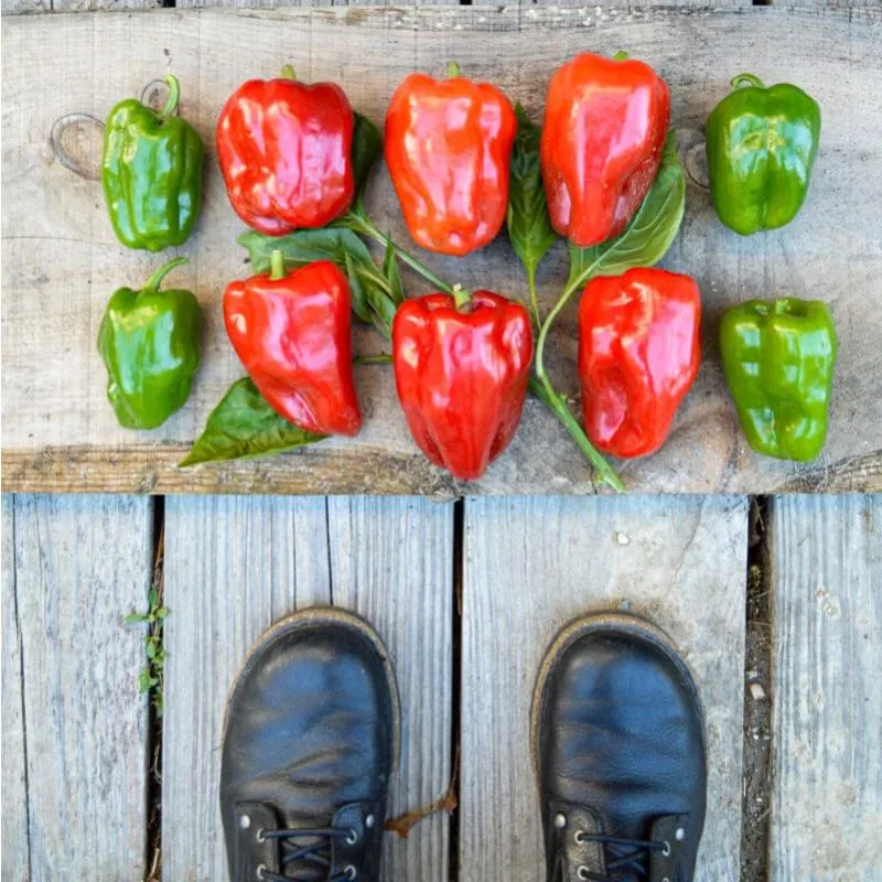 Takii's New Ace Pepper (F1 Hybrid 62 Days)