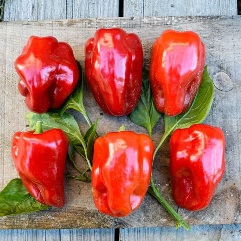 Takii's New Ace Pepper (F1 Hybrid 62 Days)