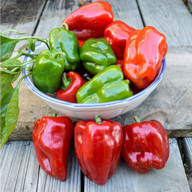 Takii's New Ace Pepper (F1 Hybrid 62 Days)