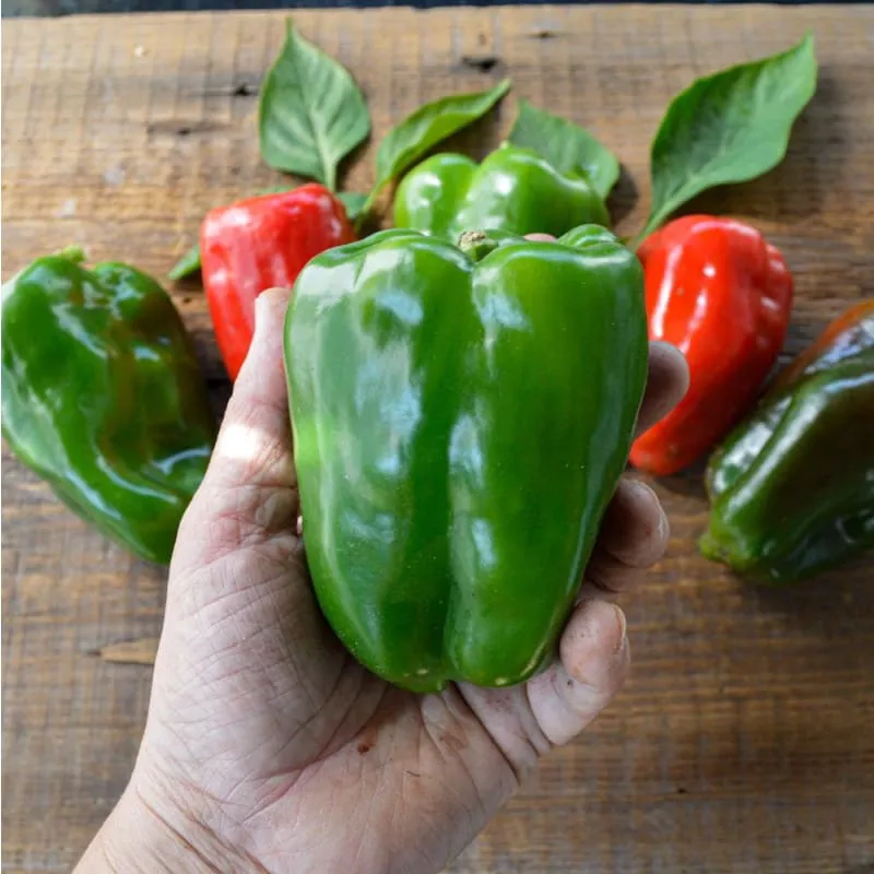 Takii's New Ace Pepper (F1 Hybrid 62 Days)